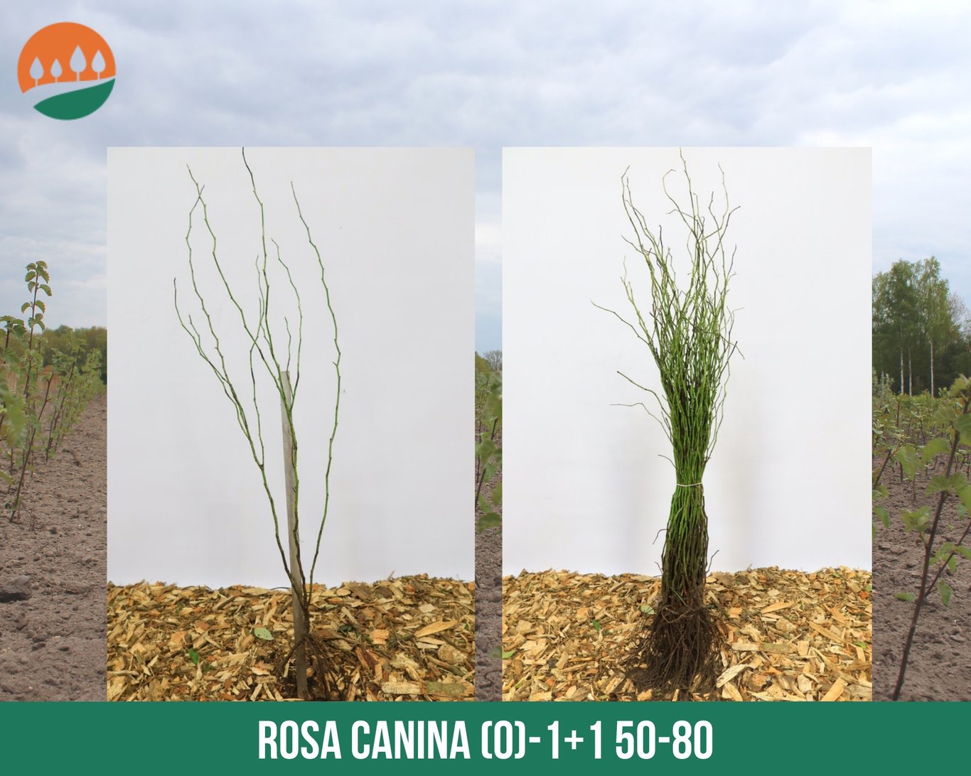 Rosa (o) canina - 60-100 CM bare root 1/1